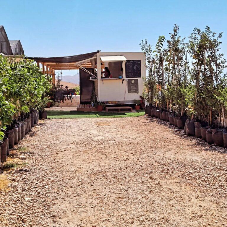 גיתיתה במושב גיתית ליד מעלה אפרים