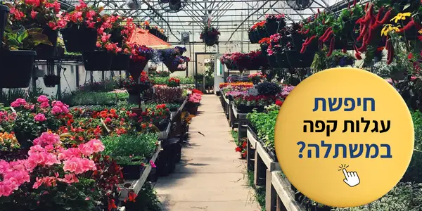עגלות קפה משתלה